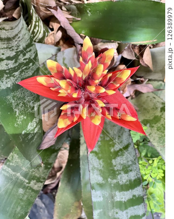 Beautiful orange Bromeliads blooming plants in tropical garden Beautiful orange Bromeliads blooming plants in tropical garden 126389979