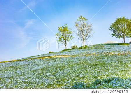 春の神戸市・旧農業公園（アグリパーク）のネモフィラの丘 126390136