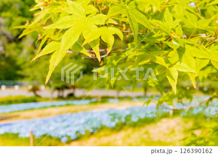 春の神戸市・旧農業公園(アグリパーク)のネモフィラの丘 春の神戸市・旧農業公園(アグリパーク)のネモフィラの丘 126390162
