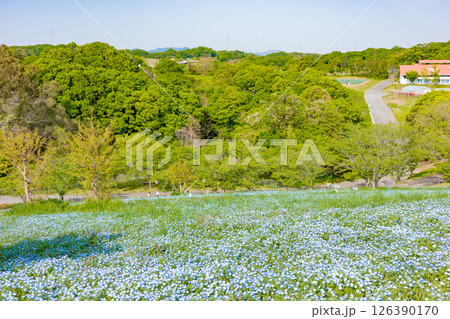 春の神戸市・旧農業公園(アグリパーク)のネモフィラの丘 春の神戸市・旧農業公園(アグリパーク)のネモフィラの丘 126390170