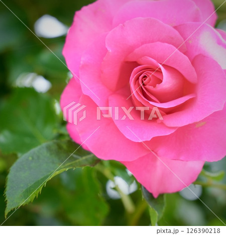 ピンク色の満開に咲く美しい薔薇 光注ぐ ピンク色の満開に咲く美しい薔薇 光注ぐ 126390218