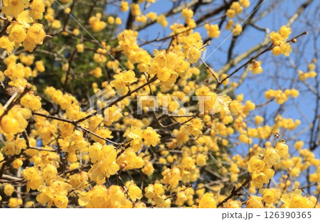 春の訪れを告げるロウバイの花 126390365