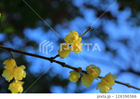 春の訪れを告げるロウバイの花 126390366