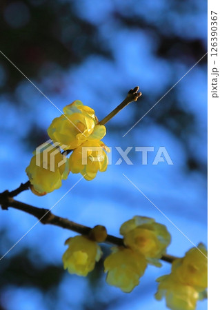 春の訪れを告げるロウバイの花 126390367