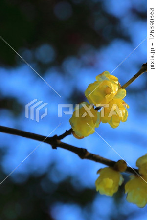 春の訪れを告げるロウバイの花 126390368