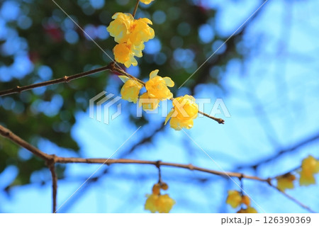春の訪れを告げるロウバイの花 126390369