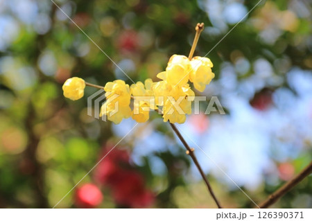 春の訪れを告げるロウバイの花 126390371