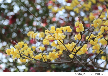 春の訪れを告げるロウバイの花 126390372