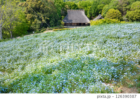 春の神戸市・旧農業公園(アグリパーク)のネモフィラの丘と民具農具展示館 春の神戸市・旧農業公園(アグリパーク)のネモフィラの丘と民具農具展示館 126390387