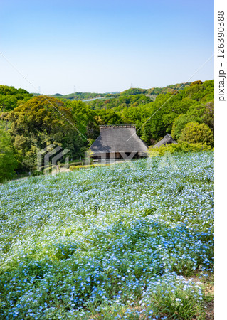 春の神戸市・旧農業公園（アグリパーク）のネモフィラの丘と民具農具展示館 126390388