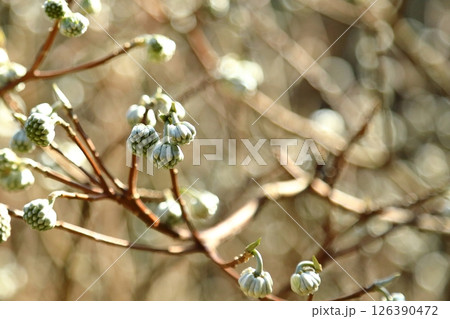 春を待つミツマタの蕾 126390472
