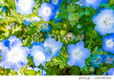 春の神戸市・旧農業公園(アグリパーク)のネモフィラの花 春の神戸市・旧農業公園(アグリパーク)のネモフィラの花 126390563