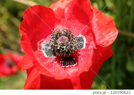 シャーレ―ポピーの花(千葉県 あけぼの山農業公園) シャーレ―ポピーの花(千葉県 あけぼの山農業公園) 126390622