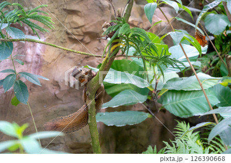 Wild plantain squirrel on a tree branch in tropical forest Wild plantain squirrel on a tree branch in tropical forest 126390668