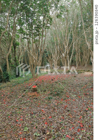 落ちた椿の花で赤く彩られた萩の笠山椿群生林の風景 126390840