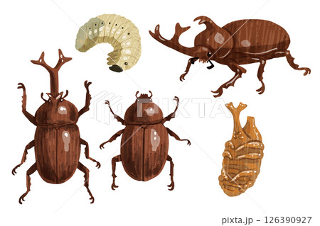カブトムシのベクターイラスト カブトムシのベクターイラスト 126390927