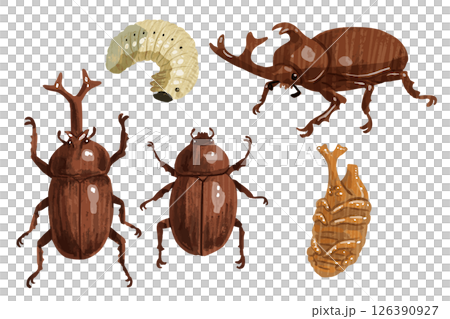 カブトムシのベクターイラスト カブトムシのベクターイラスト 126390927
