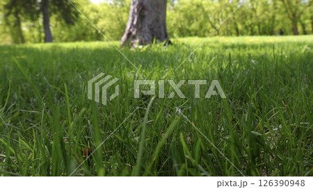 Park area with trees and green grass in spring 126390948