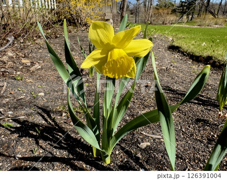 yellow daffodil flower in spring yellow daffodil flower in spring 126391004