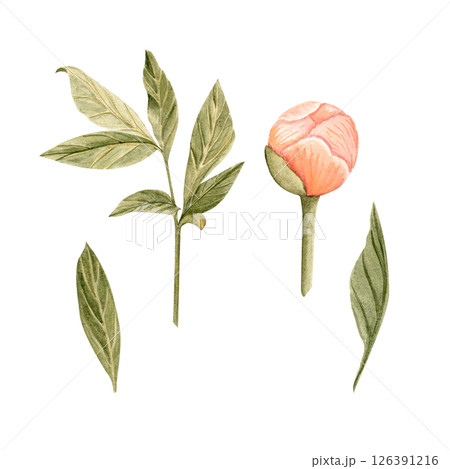 Coral peony bud, leaves watercolor illustration set isolated on white. Hand-painted vintage botanical elements. Perfect for wedding design, branding, and cards. Soft blush, olive green dusty tones 126391216
