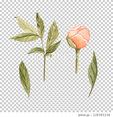 Coral peony bud, leaves watercolor illustration set isolated on white. Hand-painted vintage botanical elements. Perfect for wedding design, branding, and cards. Soft blush, olive green dusty tones 126391216