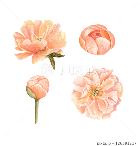 Coral peony flower, bud, watercolor illustration set isolated on white. Hand-painted vintage botanical elements. Perfect for wedding design, packaging, and cards. Soft blush, olive green dusty tones Coral peony flower, bud, watercolor illustration set isolated on white. Hand-painted vintage botanical elements. Perfect for wedding design, packaging, and cards. Soft blush, olive green dusty tones 126391217
