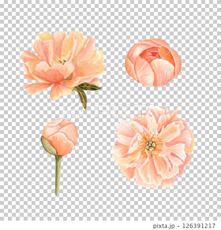Coral peony flower, bud, watercolor illustration set isolated on white. Hand-painted vintage botanical elements. Perfect for wedding design, packaging, and cards. Soft blush, olive green dusty tones Coral peony flower, bud, watercolor illustration set isolated on white. Hand-painted vintage botanical elements. Perfect for wedding design, packaging, and cards. Soft blush, olive green dusty tones 126391217