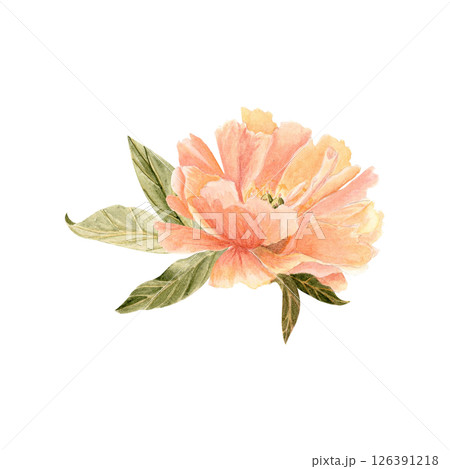 Rose flower head in soft peach tones watercolor illustration. Hand-painted with high detail, perfect for wedding invitations, feminine branding, packaging, fabric design, and cards. Coral charm color Rose flower head in soft peach tones watercolor illustration. Hand-painted with high detail, perfect for wedding invitations, feminine branding, packaging, fabric design, and cards. Coral charm color 126391218