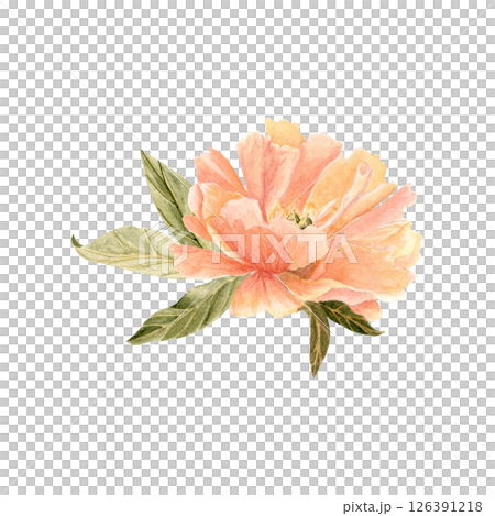 Rose flower head in soft peach tones watercolor illustration. Hand-painted with high detail, perfect for wedding invitations, feminine branding, packaging, fabric design, and cards. Coral charm color Rose flower head in soft peach tones watercolor illustration. Hand-painted with high detail, perfect for wedding invitations, feminine branding, packaging, fabric design, and cards. Coral charm color 126391218
