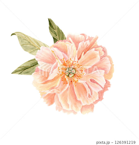 Delicate peony flower head in soft peach tones watercolor illustration. Hand-painted with high detail, perfect for wedding invitations, branding, packaging, fabric design, and cards. Coral charm color Delicate peony flower head in soft peach tones watercolor illustration. Hand-painted with high detail, perfect for wedding invitations, branding, packaging, fabric design, and cards. Coral charm color 126391219