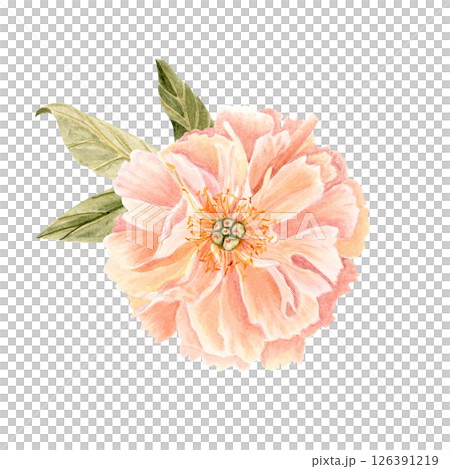 Delicate peony flower head in soft peach tones watercolor illustration. Hand-painted with high detail, perfect for wedding invitations, branding, packaging, fabric design, and cards. Coral charm color Delicate peony flower head in soft peach tones watercolor illustration. Hand-painted with high detail, perfect for wedding invitations, branding, packaging, fabric design, and cards. Coral charm color 126391219