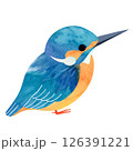 座るカワセミ 126391221