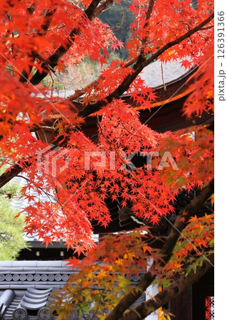 秋に紅く染まる紅葉 秋に紅く染まる紅葉 126391366