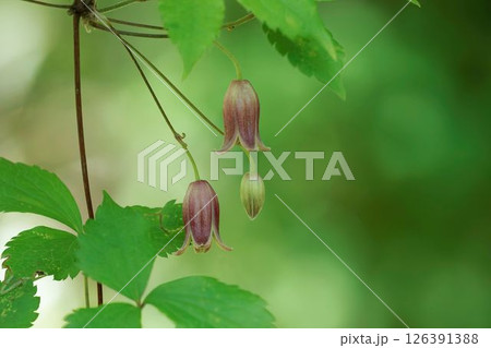 下向きに咲くハンショウヅルの花 126391388