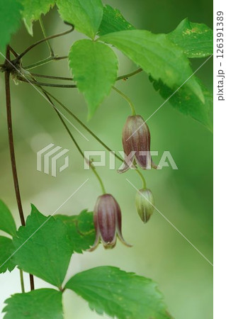 下向きに咲くハンショウヅルの花 126391389