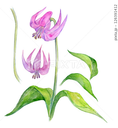 水彩イラスト カタクリの花 水彩イラスト カタクリの花 126391412