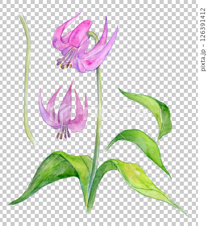 水彩イラスト カタクリの花 水彩イラスト カタクリの花 126391412