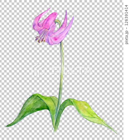 水彩イラスト カタクリの花 水彩イラスト カタクリの花 126391414