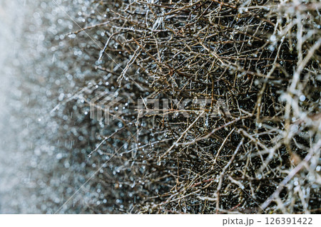 Close-up photograph of raindrops on bare twigs during rainfall. The branches appear tangled and covered with water droplets, creating a textured and damp appearance 126391422