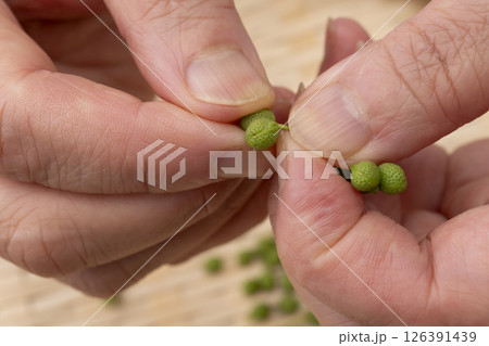 山椒の実 実山椒の茎を手で取る 山椒の実 実山椒の茎を手で取る 126391439