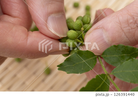山椒の実　実山椒の茎を手で取る 126391440