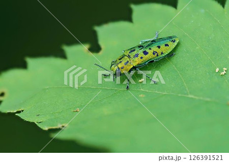 クロホシタマムシ 126391521