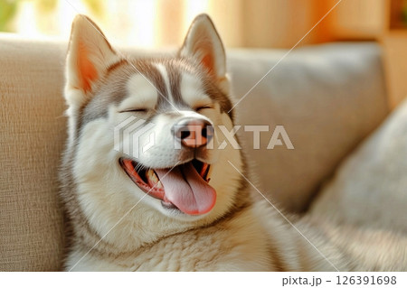 お昼寝する犬 126391698
