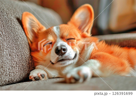 お昼寝する犬 126391699