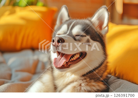 お昼寝する犬 126391700
