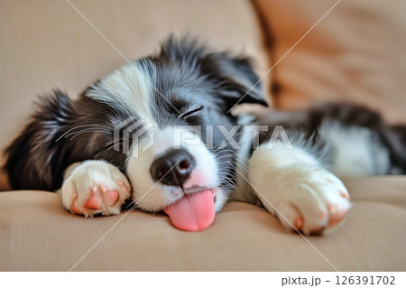 お昼寝する犬 126391702