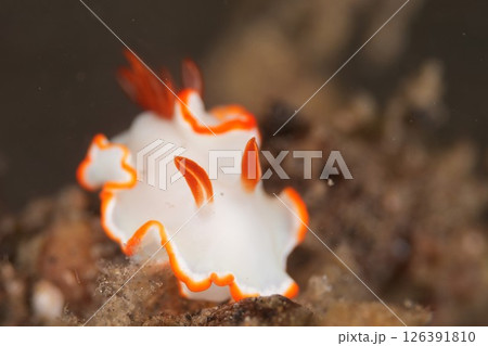 フチベニイロウミウシ フチベニイロウミウシ 126391810