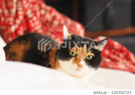 毛布ダイスキ 126392721