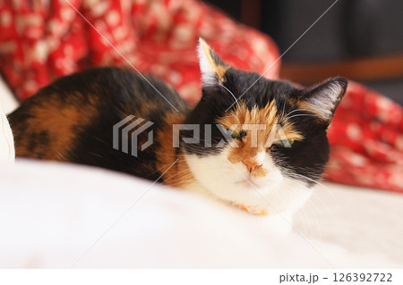 仏頂面 仏頂面 126392722