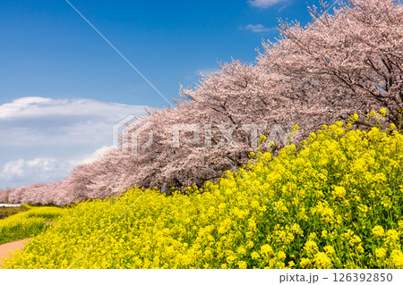 埼玉県比企郡吉見町飯島新田 快晴青空のさくら堤公園の桜並木と菜の花畑の景色 埼玉県比企郡吉見町飯島新田 快晴青空のさくら堤公園の桜並木と菜の花畑の景色 126392850